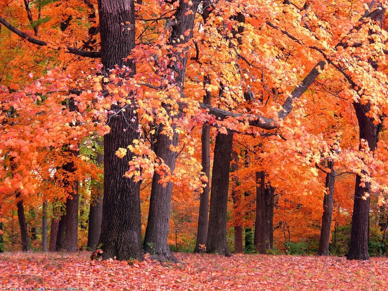 Autumn Trees with Orange Leaves