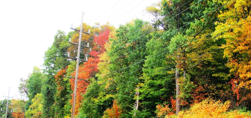 Autumn Trees with Power Lines