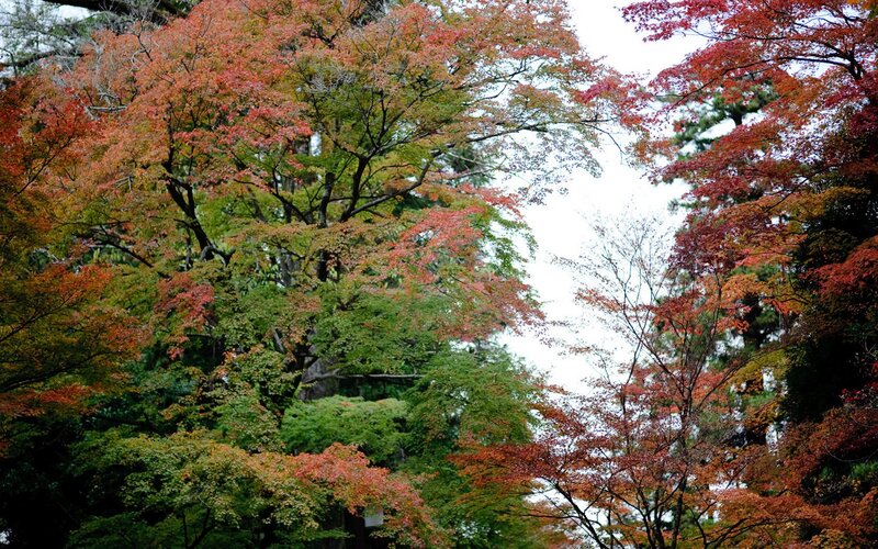 Autumn trees with red and green leaves