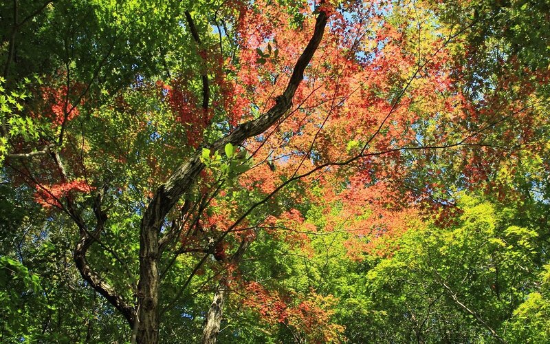 Autumn trees with red and green leaves