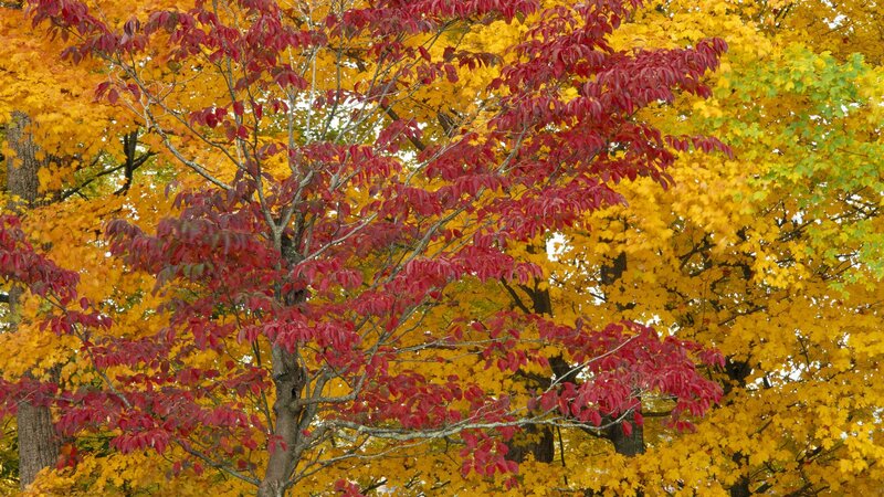 Autumn trees with red and yellow leaves