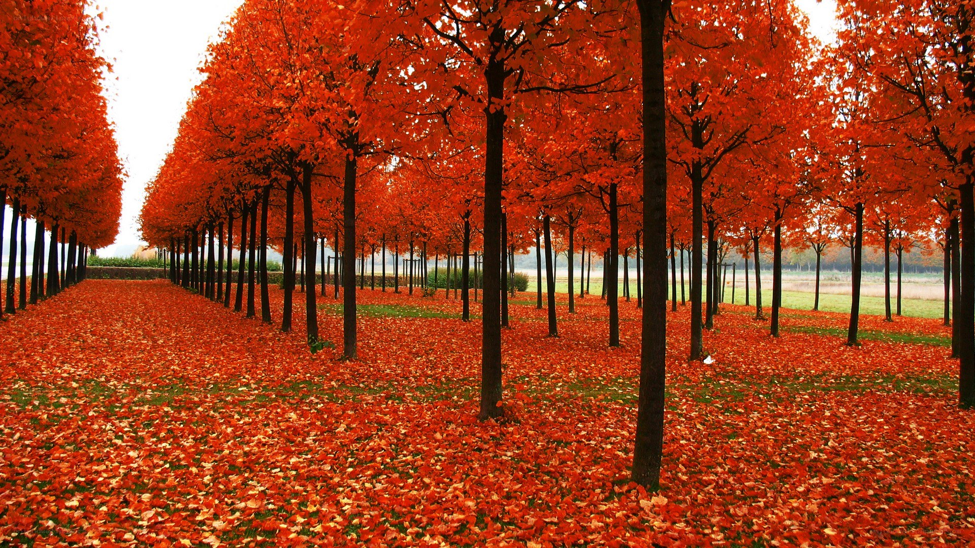 Autumn trees with red leaves