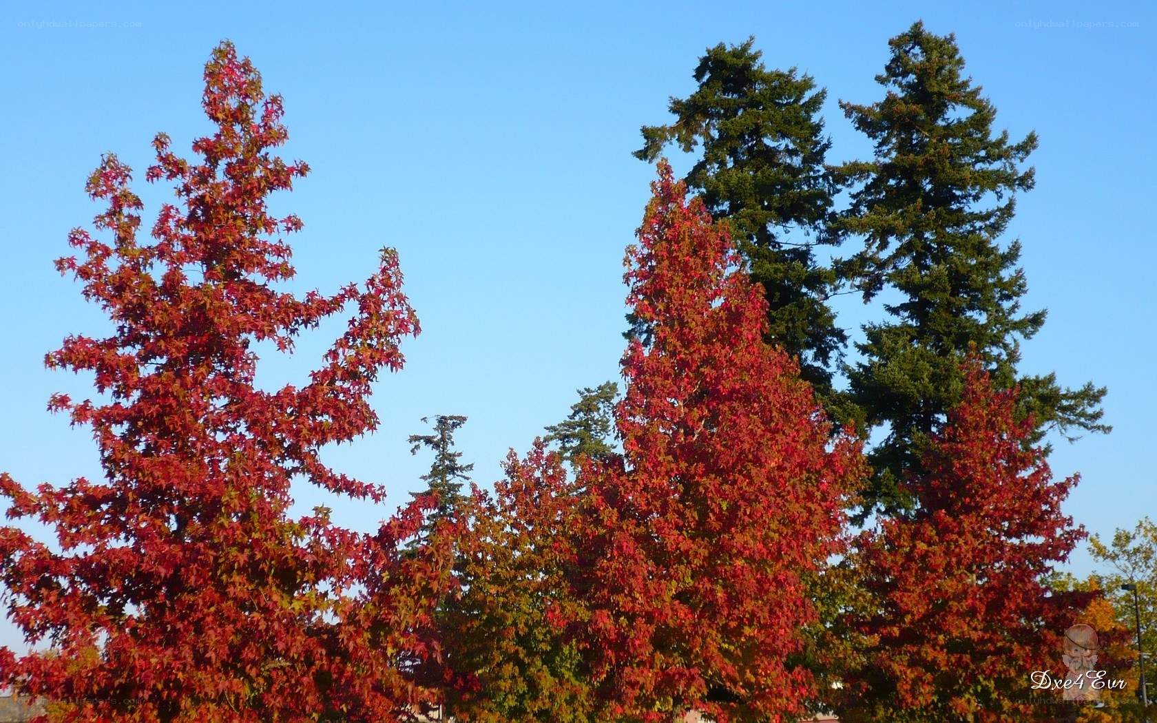 Autumn trees with red leaves