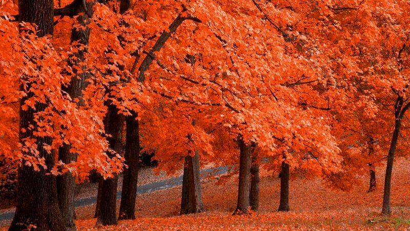 Autumn Trees with Red Leaves — Orange, Serene