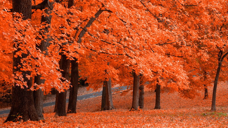 Autumn Trees with Red Leaves — Orange