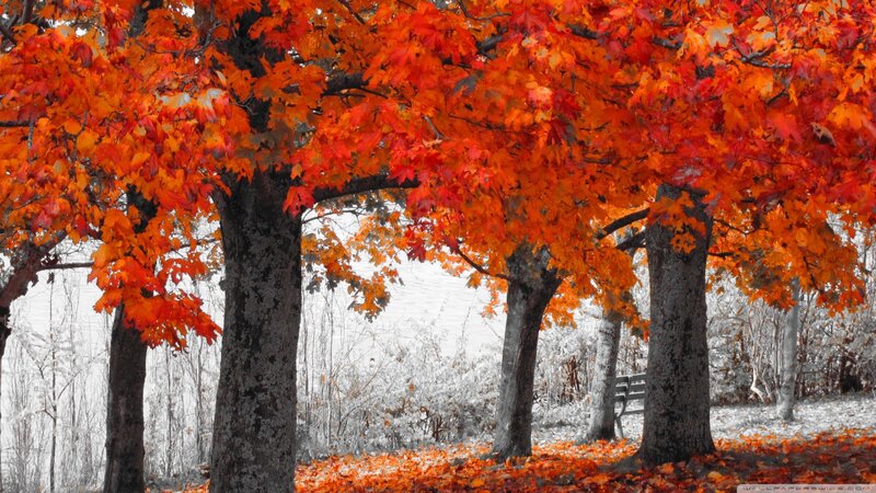 Autumn Trees with Red Leaves — Serene, Photograph, Bench, Forest