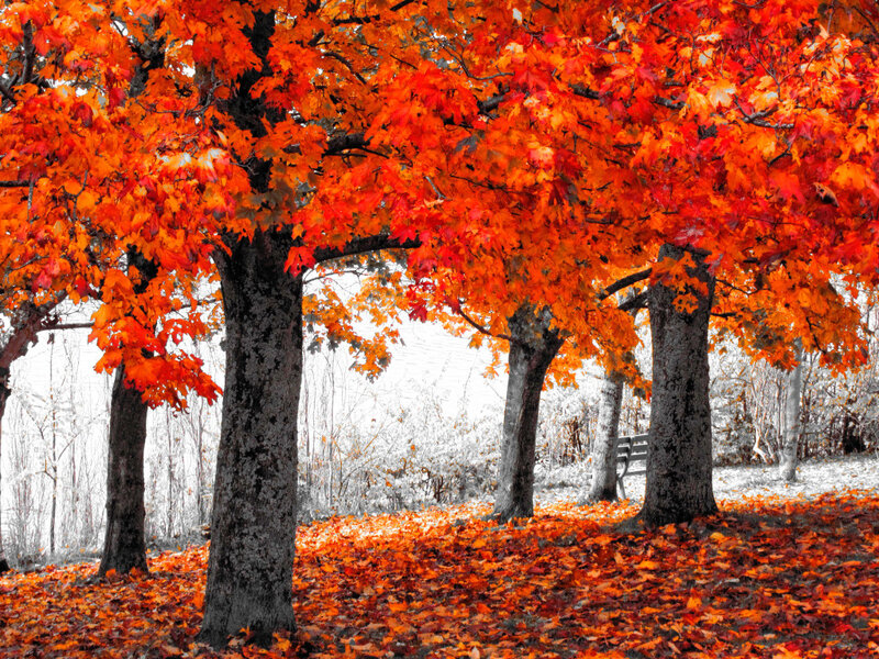 Autumn Trees with Red Leaves — Serene, Photograph, Bench
