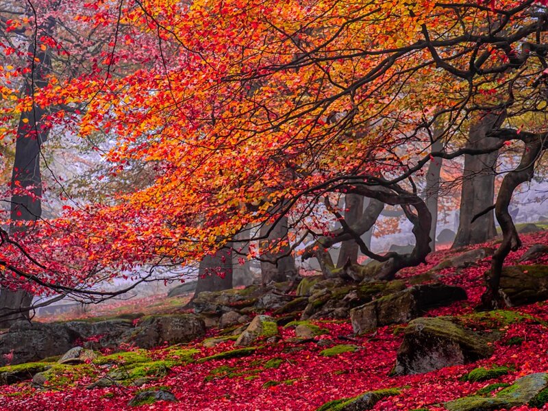 Autumn Trees with Red Leaves — Serene, Photograph, Rocks