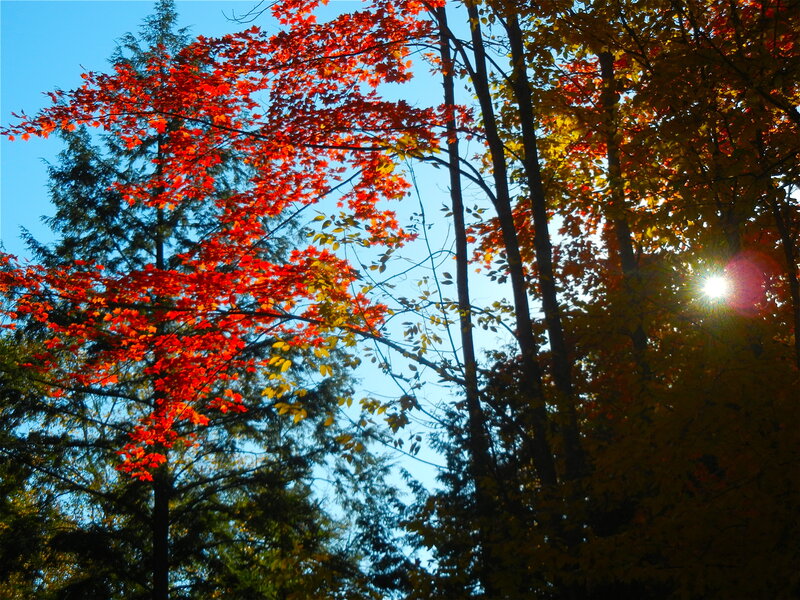 Autumn Trees with Red Leaves — Serene, Photograph