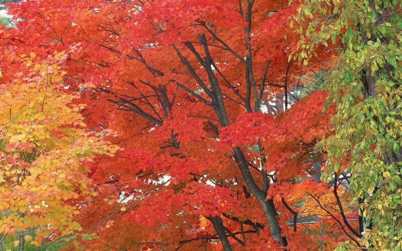 Autumn Trees with Red Leaves — Serene