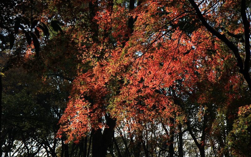 Autumn trees with red leaves