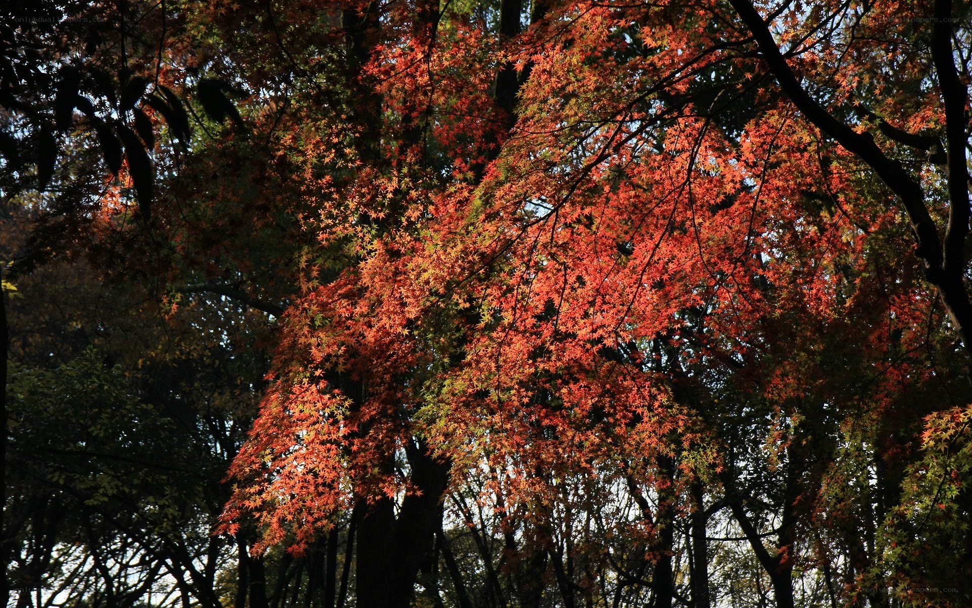 Autumn trees with red leaves