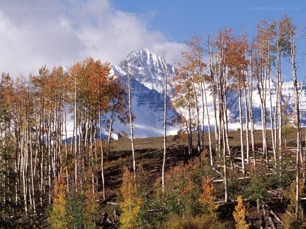 Autumn trees with snow-capped mountain