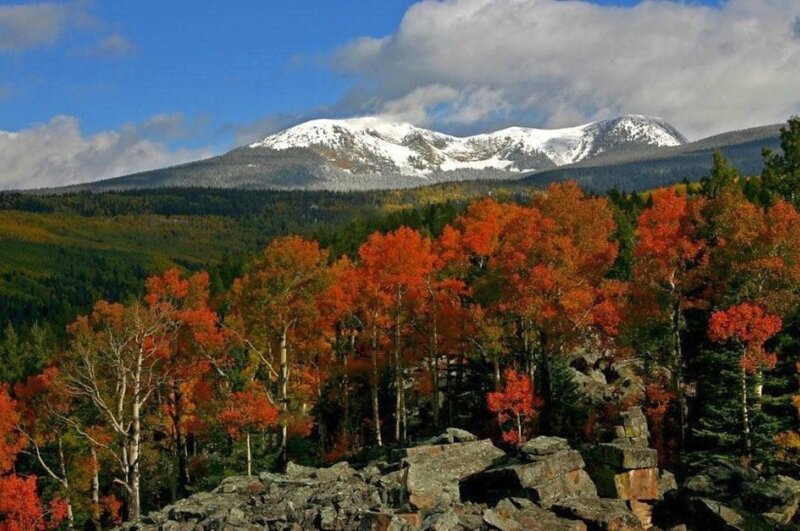 Autumn trees with snow-capped mountains