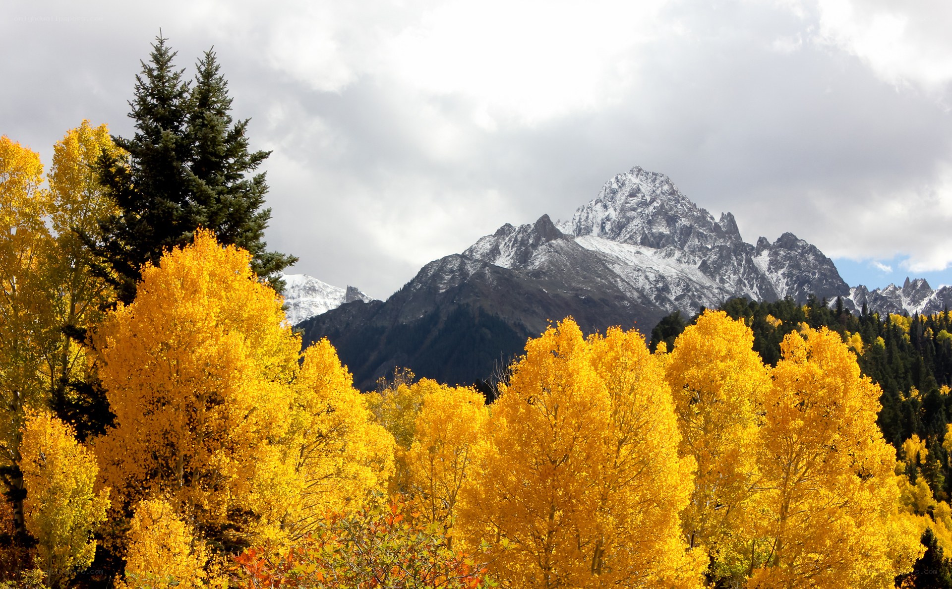 Autumn trees with snow-capped mountains