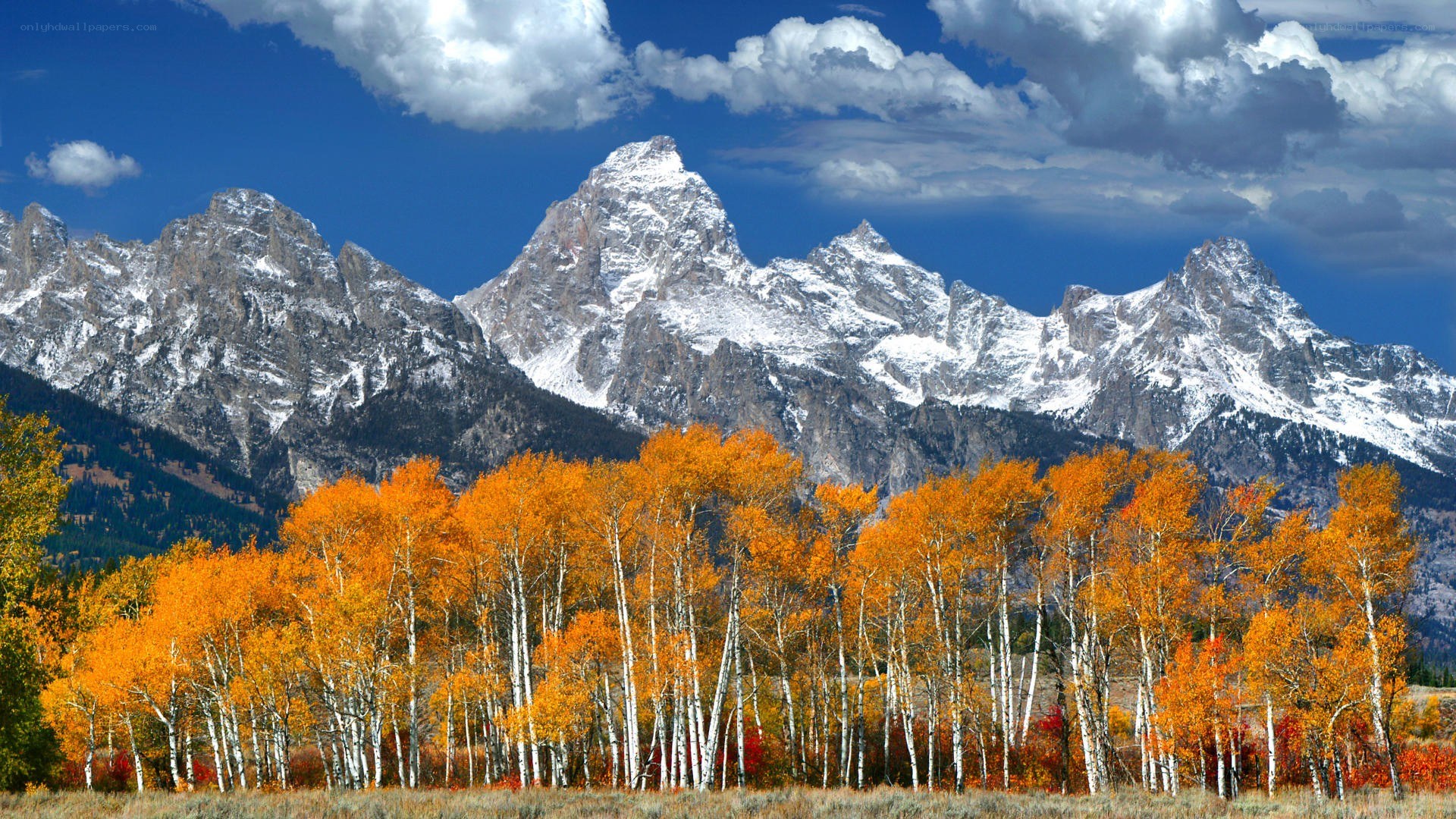 Autumn trees with snow-capped mountains