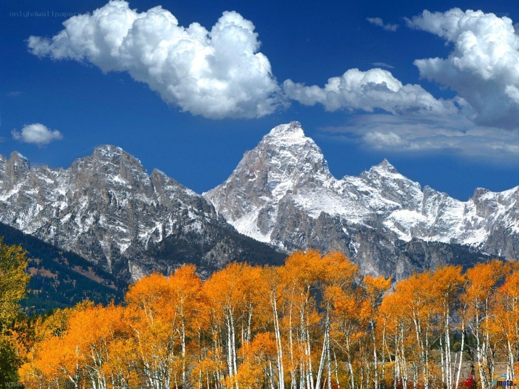 Autumn trees with snow-capped mountains
