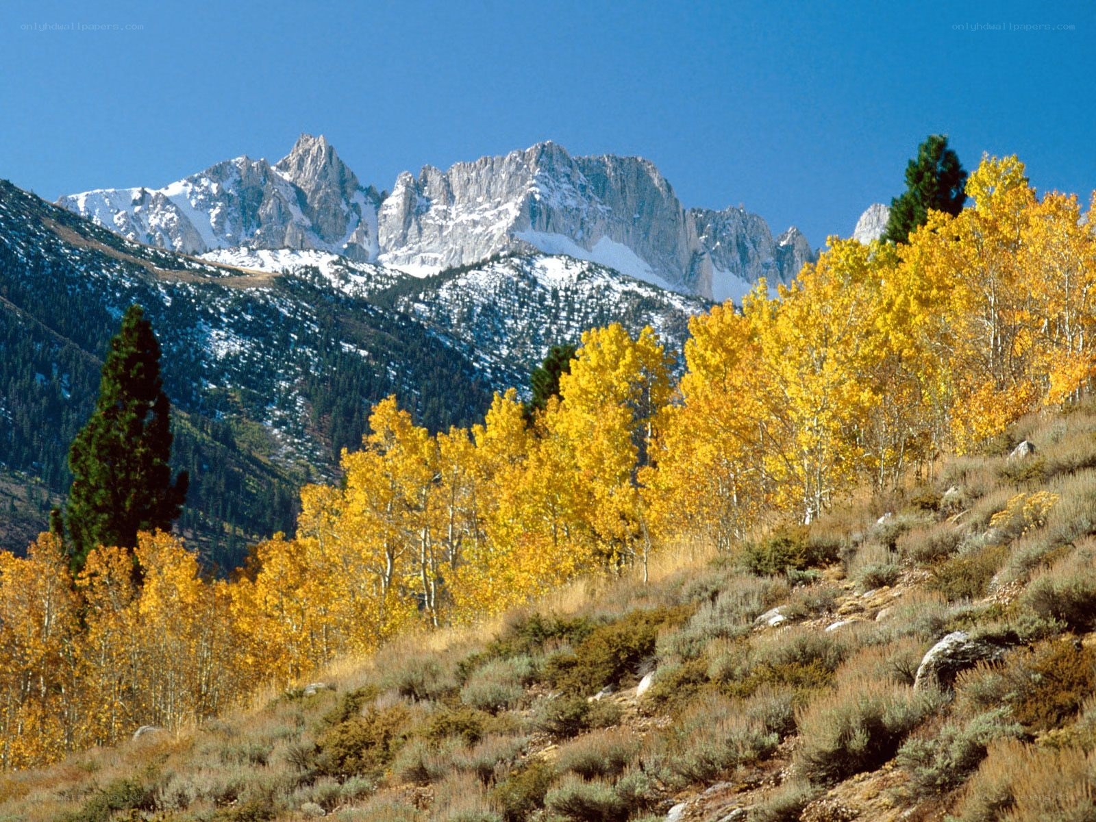 Autumn trees with snowy mountains