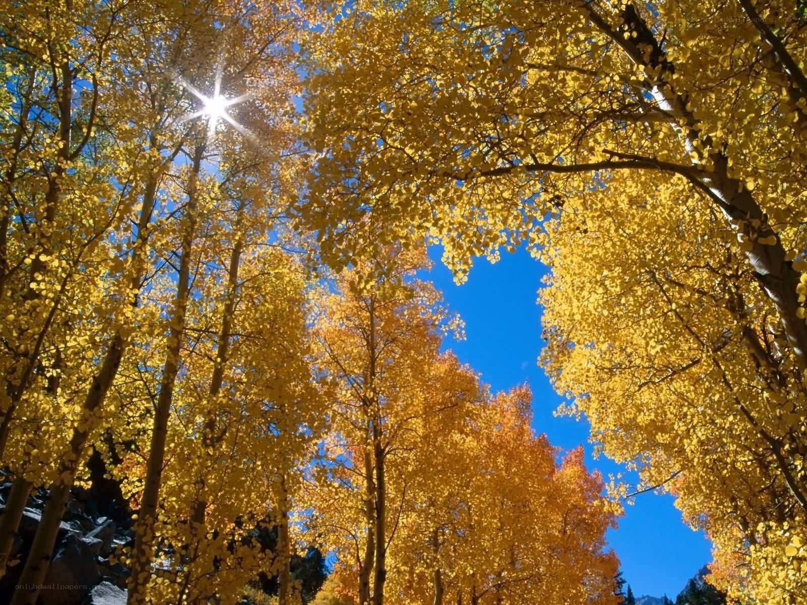 Autumn trees with sunburst