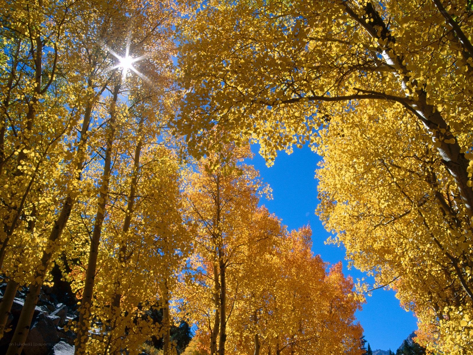 Autumn trees with sunburst