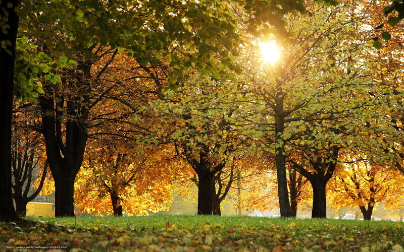 Autumn trees with sunlight