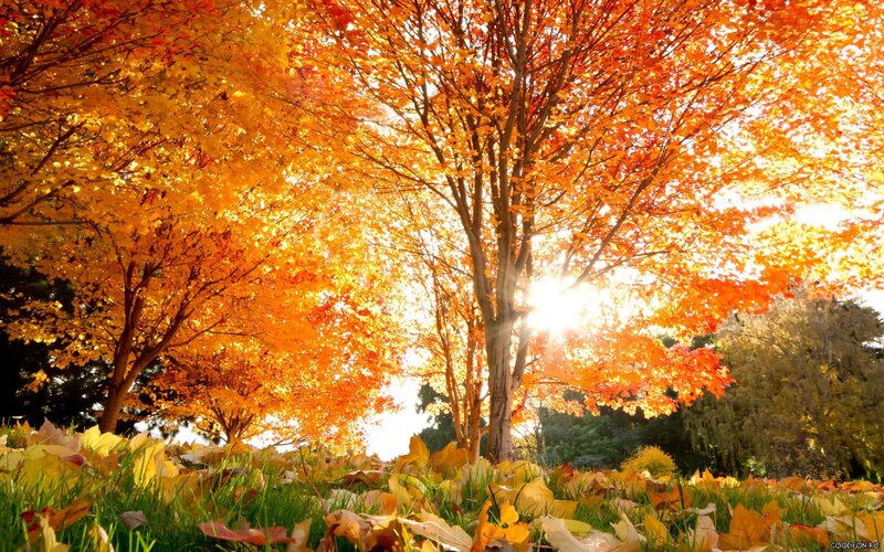 Autumn trees with sunlight