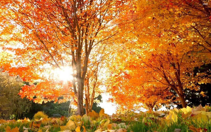 Autumn Trees with Sunlight — Orange, Serene