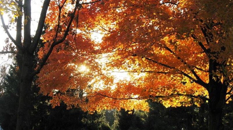Autumn Trees with Sunlight — Orange
