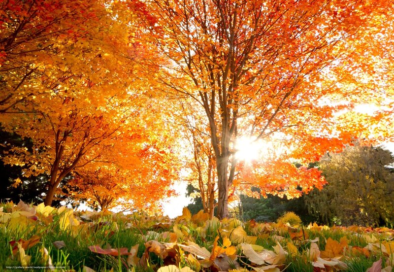 Autumn trees with sunlight