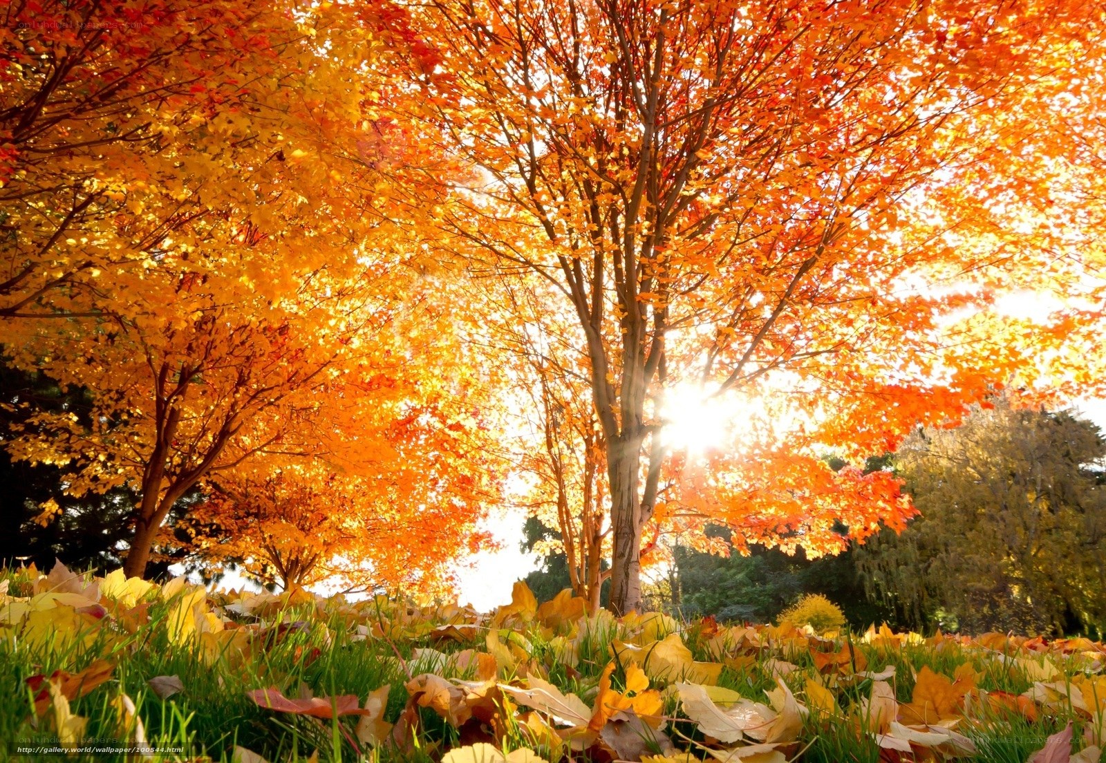 Autumn trees with sunlight
