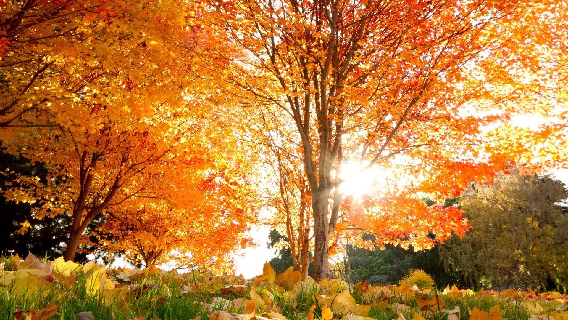 Autumn trees with sunlit leaves