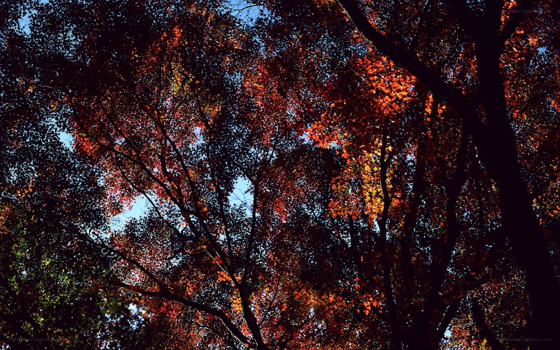 Autumn trees with vibrant leaves
