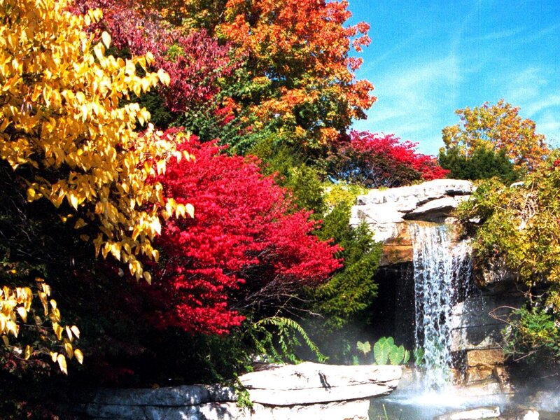 Autumn Trees with Waterfall