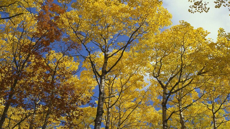 Autumn trees with yellow leaves