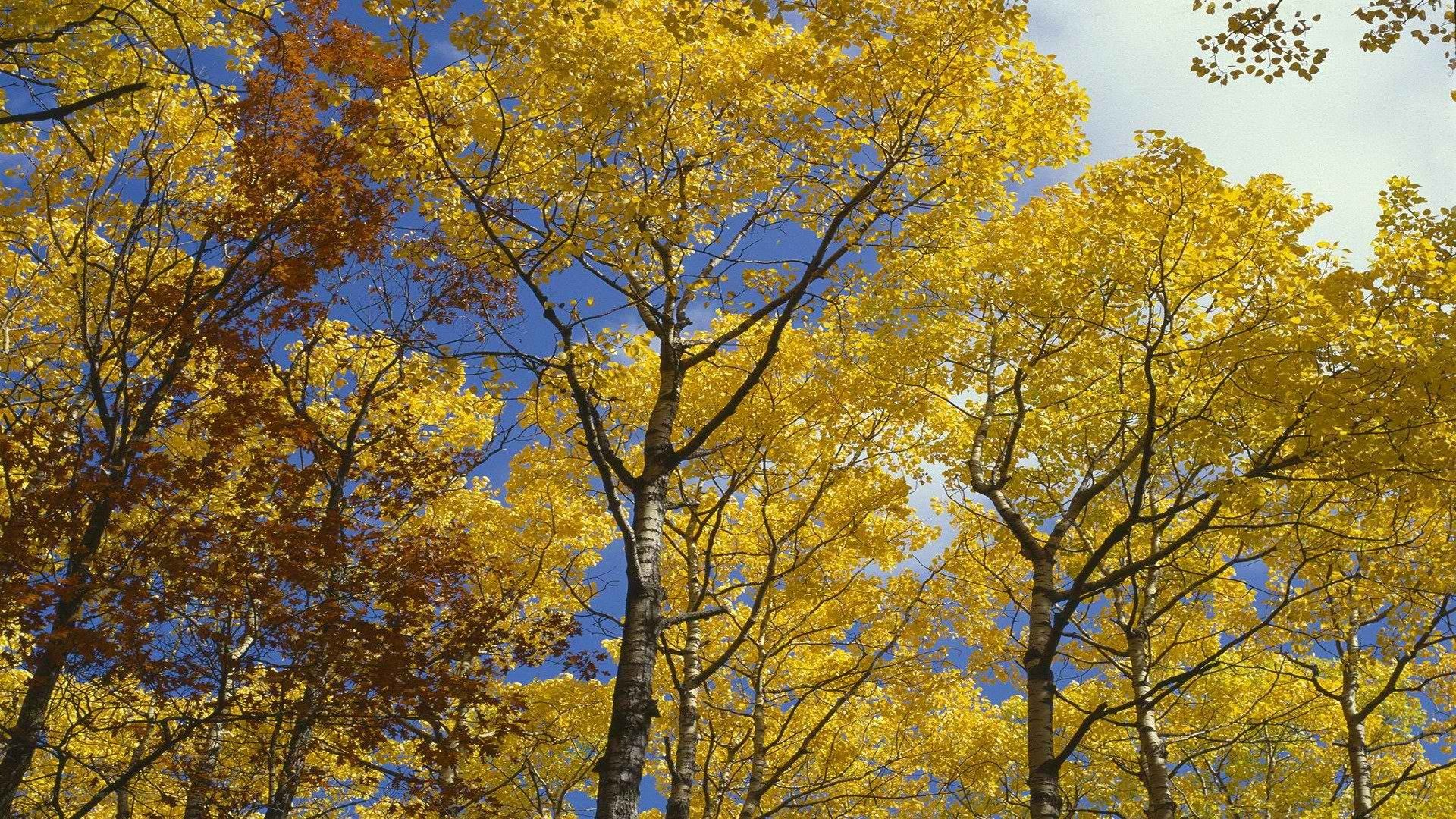 Autumn trees with yellow leaves