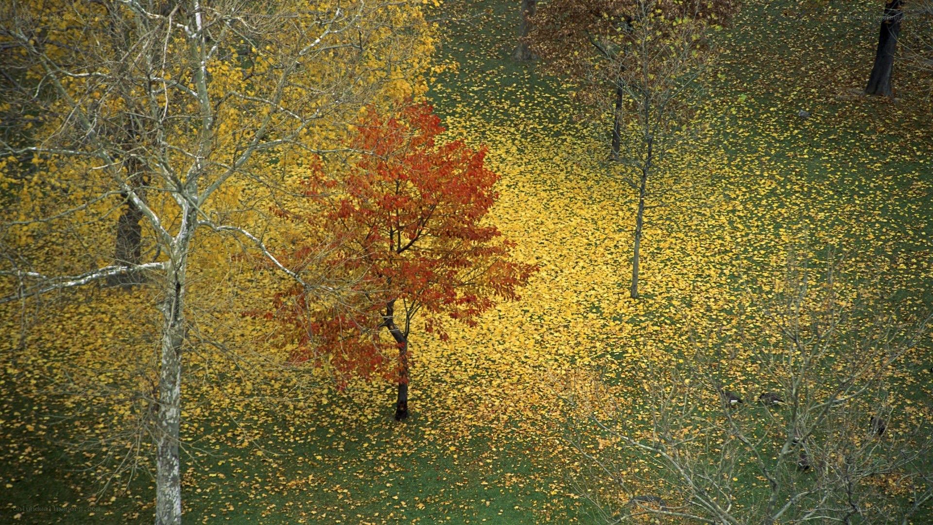 Autumn trees with yellow leaves