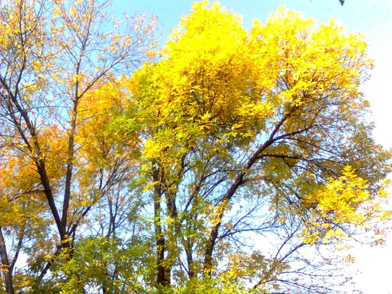 Autumn trees with yellow leaves