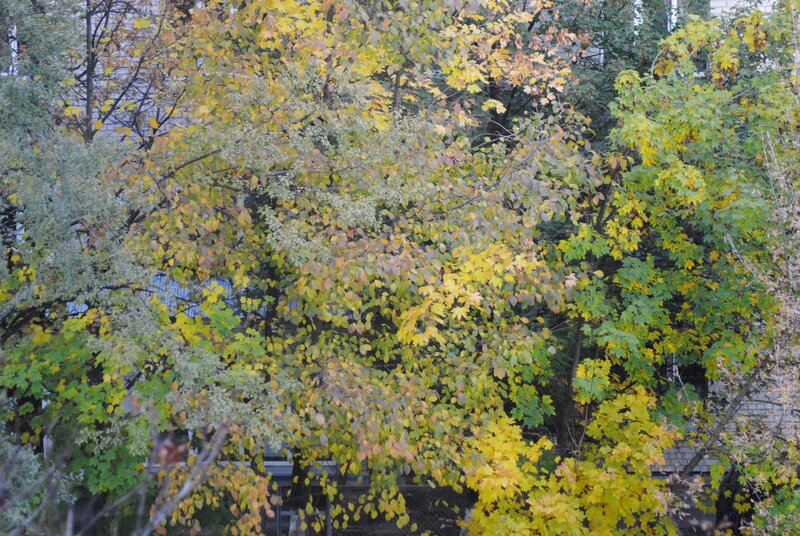 Autumn Trees with Yellow Leaves — Calm