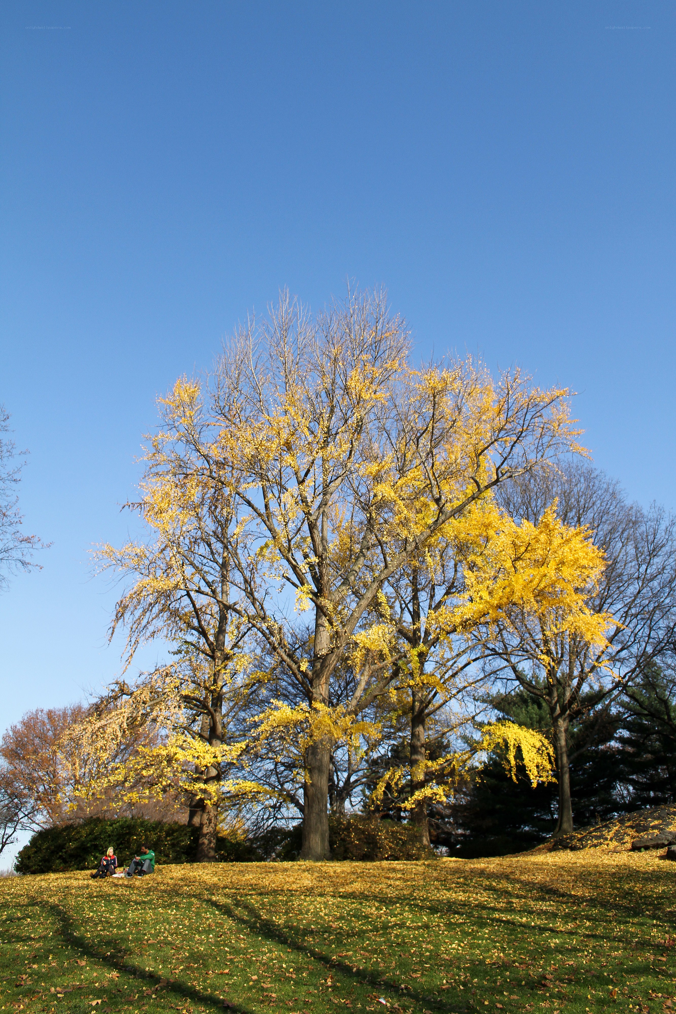 Autumn trees with yellow leaves