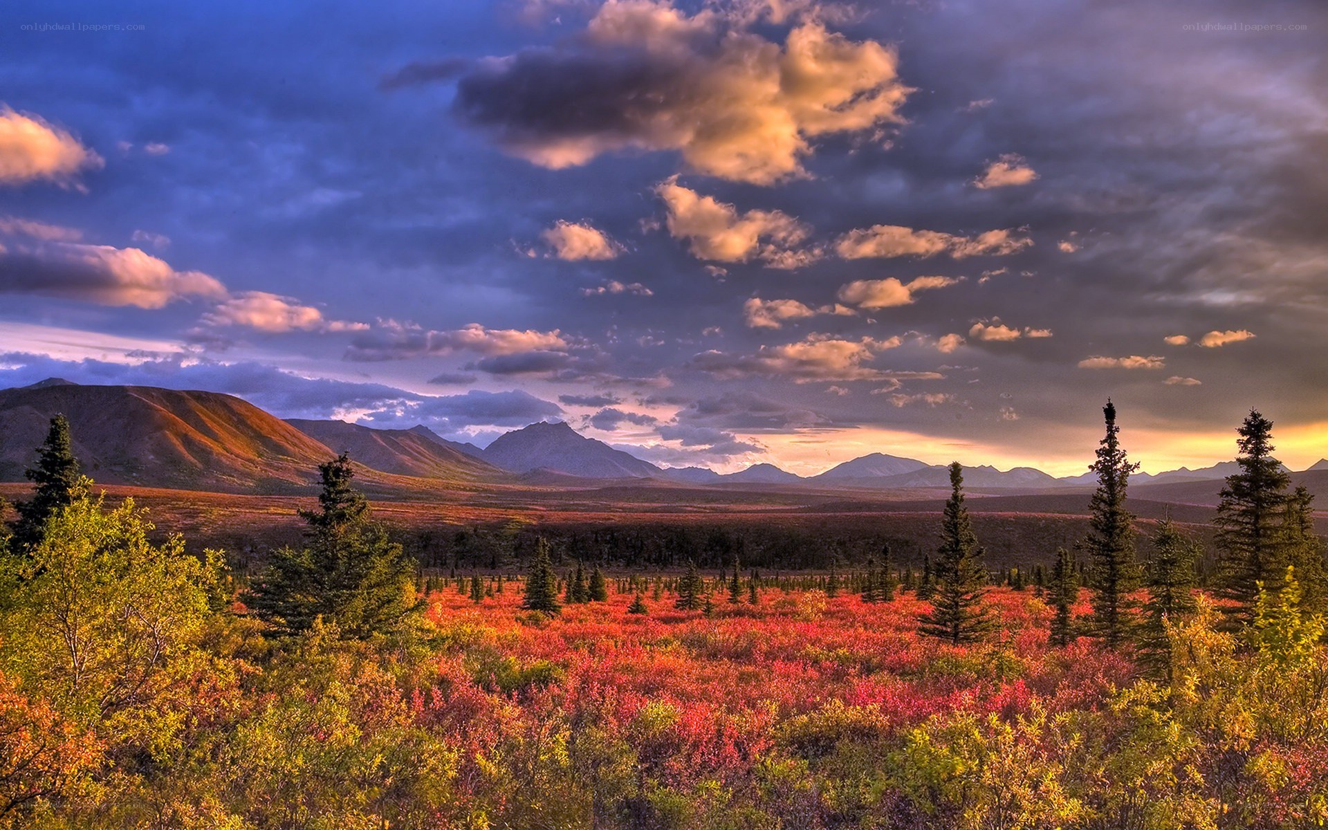 Autumn tundra at sunset