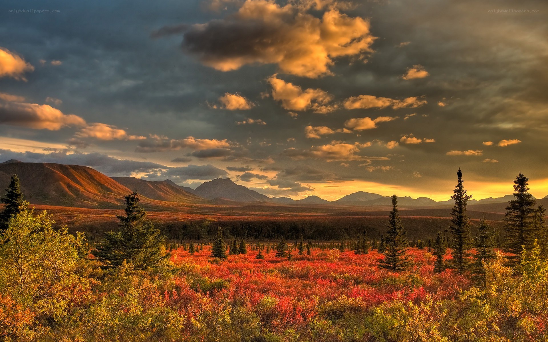 Autumn tundra at sunset