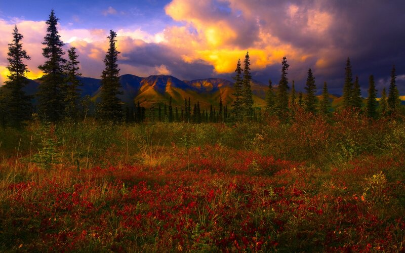 Autumn tundra at sunset