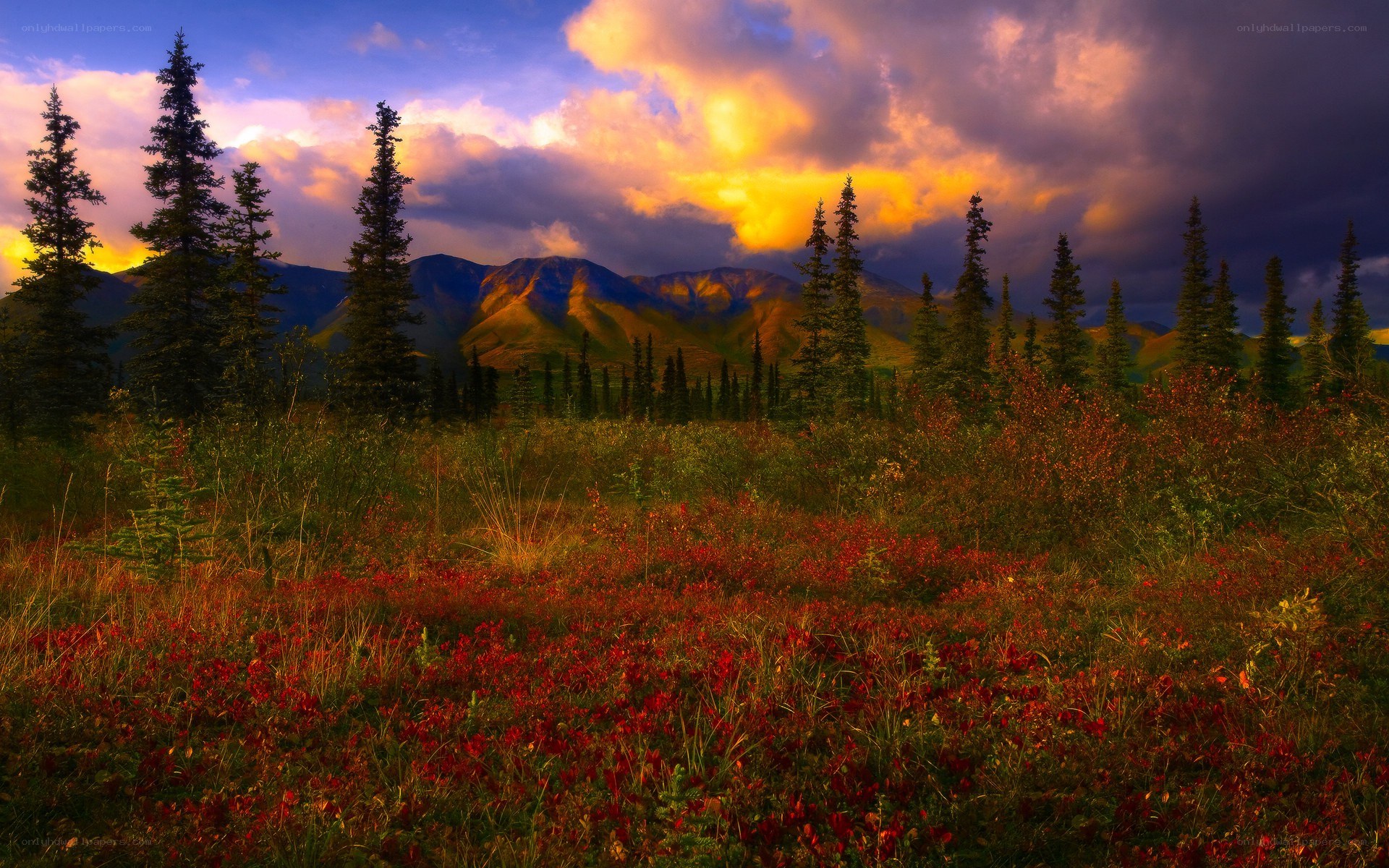 Autumn tundra at sunset