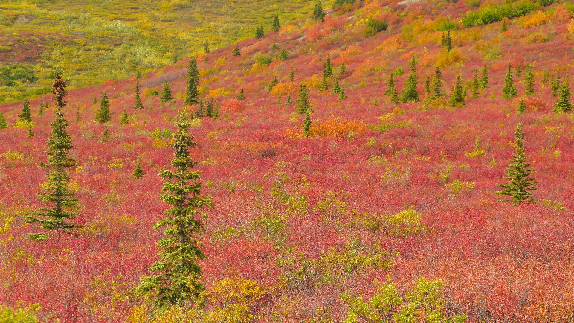 Autumn tundra landscape