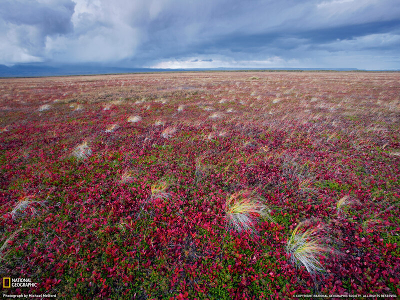 Autumn Tundra Landscape — Red, Dramatic, Photograph