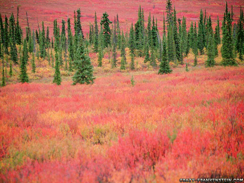 Autumn Tundra Landscape — Red, Vibrant