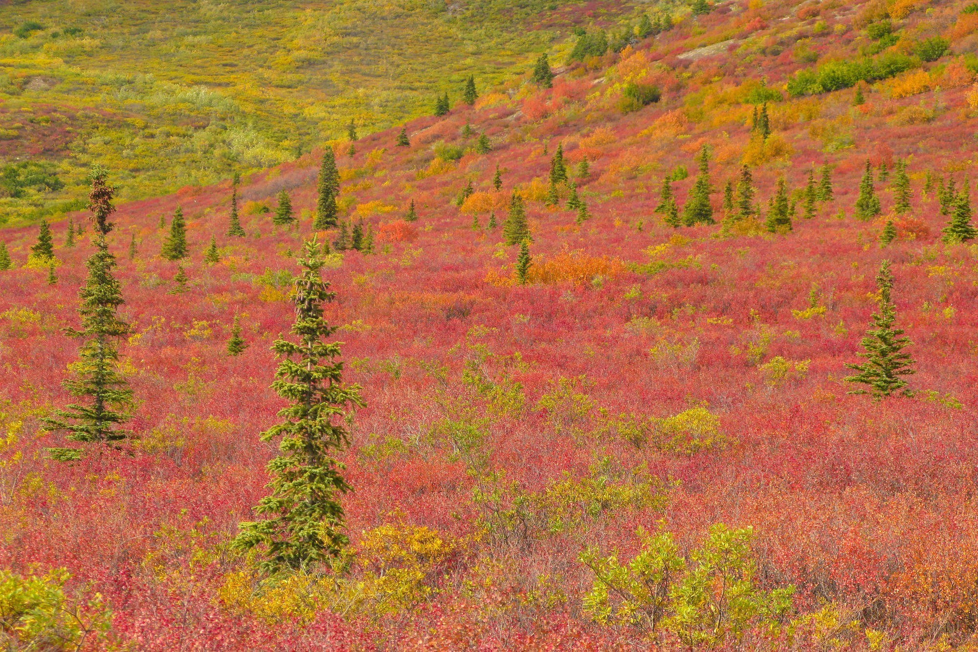 Autumn tundra landscape