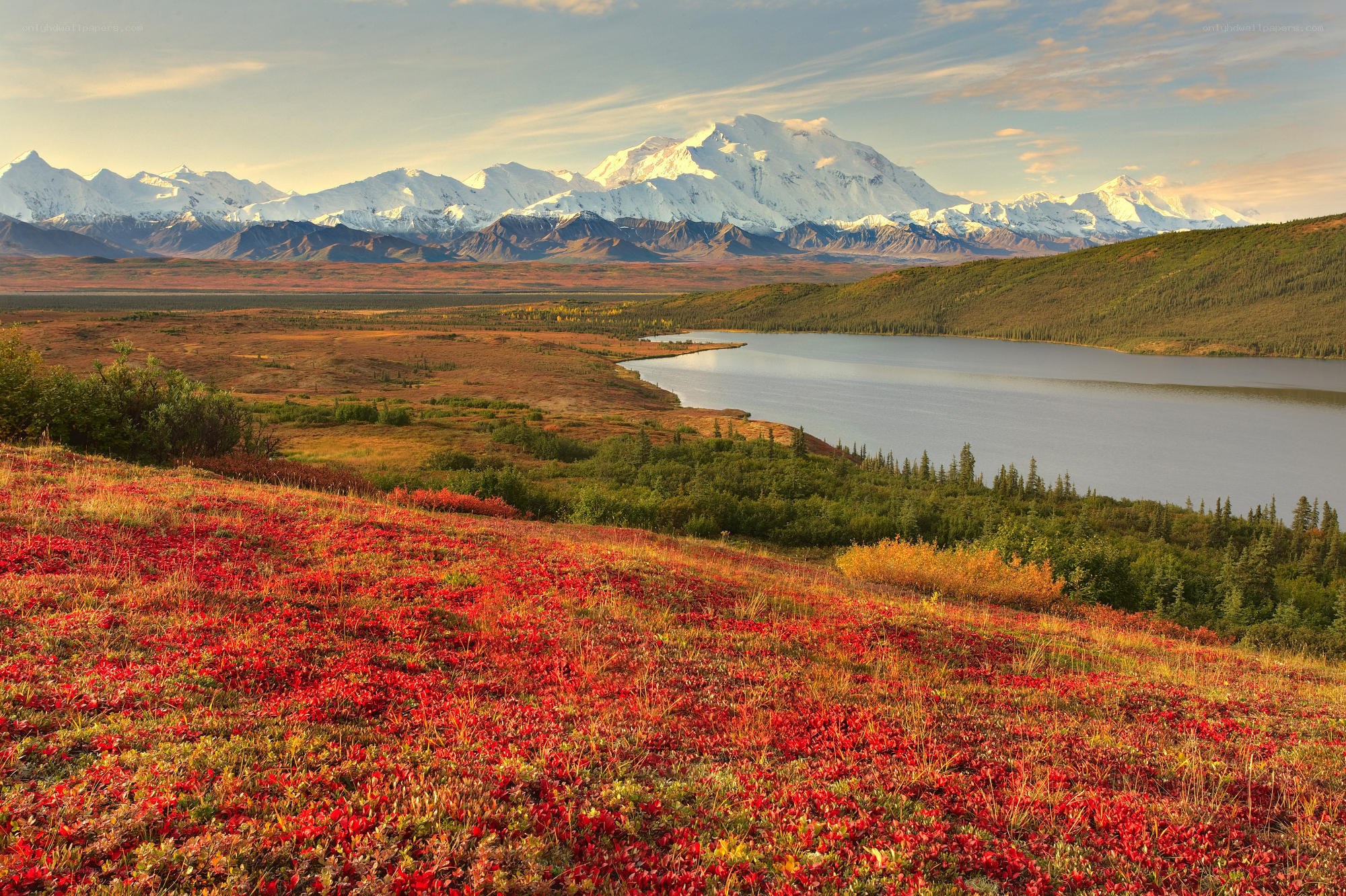 Autumn tundra with Denali