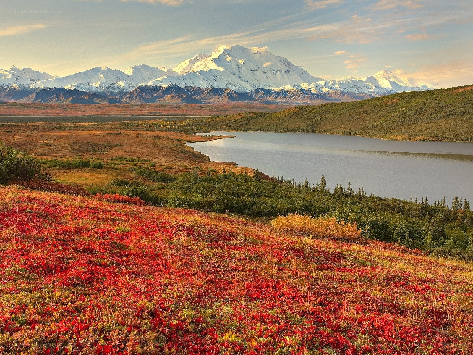 Autumn tundra with mountain view