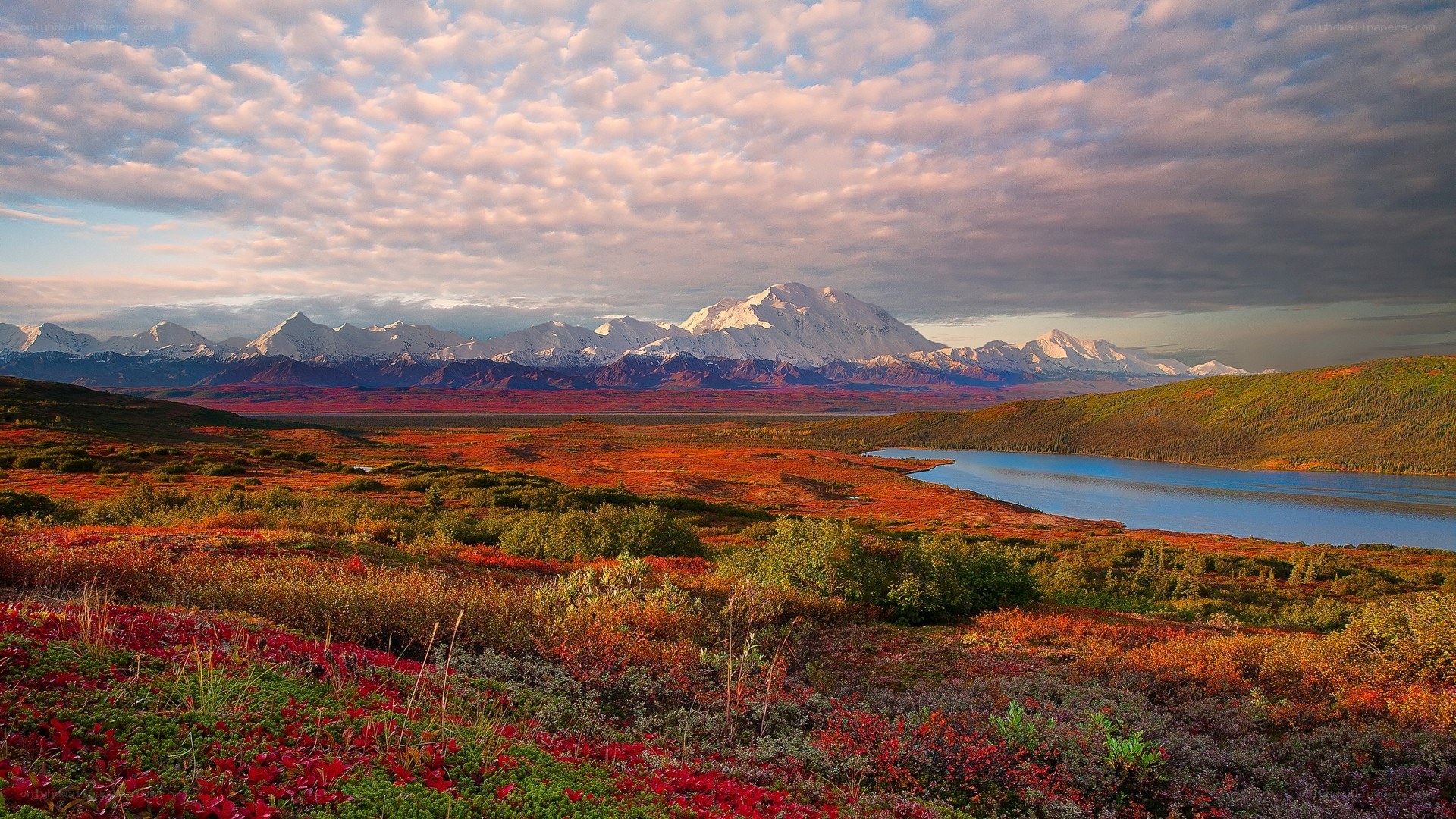 Autumn tundra with mountain view